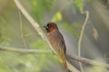 Scaly breasted munia or Lonchura punctulata, Royalty Free Stock Photo