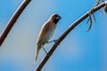 Scaly-breasted munia perched on a branch against a blue sky background Royalty Free Stock Photo