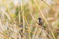 Scaly breasted munia perching on wild grass on blurred nature background Royalty Free Stock Photo