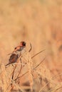 scaly breasted munia or spice finch or nutmeg mannikin (lonchura punctulata) in the wild, perching on a sheaf of paddy Royalty Free Stock Photo