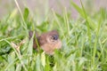 Scaly-breasted Munia Spotted Munia Attractive small songbird of grasslands, gardens, fields, and agricultural areas Royalty Free Stock Photo