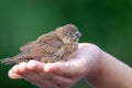 Scaly-breasted Munia Spotted Munia Attractive small songbird of grasslands, gardens, fields, and agricultural areas Royalty Free Stock Photo