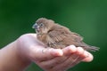 Scaly-breasted Munia Spotted Munia Attractive small songbird of grasslands, gardens, fields, and agricultural areas Royalty Free Stock Photo