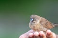 Scaly-breasted Munia Spotted Munia Attractive small songbird of grasslands, gardens, fields, and agricultural areas Royalty Free Stock Photo