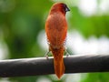 The scaly-breasted munia or spotted munia bird Lonchura punctulata or nutmeg mannikin or spice finch, Royalty Free Stock Photo