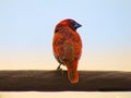 The scaly-breasted munia or spotted munia bird Lonchura punctulata or nutmeg mannikin or spice finch, Royalty Free Stock Photo