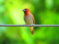 The scaly-breasted munia or spotted munia bird Lonchura punctulata or nutmeg mannikin or spice finch, Royalty Free Stock Photo