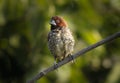 Scally Breasted Munia sitting on the tree branch in its natural envirownment Royalty Free Stock Photo