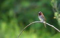 Scally Breasted Munia sitting on the tree branch in its natural envirownment Royalty Free Stock Photo