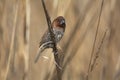 Scaly-breasted Munia (Lonchura punctulata) sitting on a grass Royalty Free Stock Photo