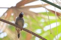 Scaly-breasted munia or spotted munia, Lonchura punctulata, also known as nutmeg mannikin or spice finch Royalty Free Stock Photo