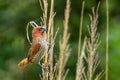 Scaly-breasted munia or Spotted munia Lonchura punctulata Royalty Free Stock Photo