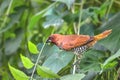 Scaly-breasted munia or Spotted munia Lonchura punctulata Royalty Free Stock Photo