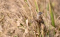 Scaly-breasted munia or Spotted munia or Lonchura punctulata birds perching on dry ear of rice Royalty Free Stock Photo