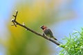 scaly-breasted munia or spotted munia (Lonchura punctulata) on a dead tree branch Royalty Free Stock Photo