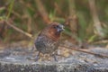 Scaly-breasted munia or spotted munia ( Lonchura punctulata) on the ground Royalty Free Stock Photo