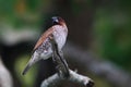 Scaly-breasted munia Royalty Free Stock Photo