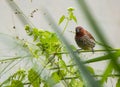 Scaly-breasted munia in galle, sri lanka Royalty Free Stock Photo