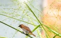 The scaly-breasted munia or spotted munia (Lonchura punctulata), galle, sri lanka. Royalty Free Stock Photo