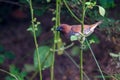 Scaly-breasted munia or Spotted munia or Lonchura punctulata Royalty Free Stock Photo