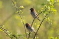 Pair of scaly breasted munia sitting on branch Royalty Free Stock Photo