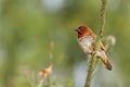 Scaly-breasted munia or Spotted munia Lonchura punctulata Royalty Free Stock Photo