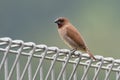 Scaly-breasted munia or spotted munia - Lonchura punctulata, known as nutmeg mannikin or spice finch, sparrow-sized estrildid Royalty Free Stock Photo