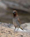 Scaly-breasted munia or spotted munia observed Hampi, Karnataka, India Royalty Free Stock Photo