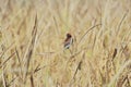 A scaly breasted munia or spotted munia nutmeg mannikin perching on a sheaf of paddy Royalty Free Stock Photo