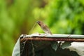 Scaly breasted munia or Spotted munia species bird pick up dry twigs to prepare bird nest Royalty Free Stock Photo