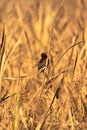scaly breasted munia or spotted munia or nutmeg mannikin (lonchura punctulata) is perching on a sheaf of paddy Royalty Free Stock Photo