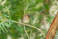 Scaly Breasted Munia stand in the rain forest