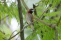 Scaly-breasted munia titling its head on a tree branch