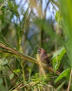 scaly breasted munia on tree branch Royalty Free Stock Photo