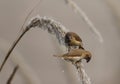 Scaly Breasted Munia