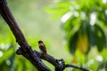 Scaly brested munia bird Royalty Free Stock Photo