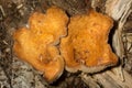 Scaly chanterelle mushroom at the John Hay National Wildlife Refuge