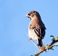 Scaly-feathered finch Royalty Free Stock Photo