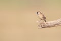 Scaly-feathered Finch Royalty Free Stock Photo