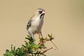 Scaly-feathered finch Royalty Free Stock Photo