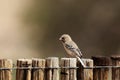 Scaly-feathered Finch Royalty Free Stock Photo