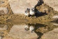 Scaly-Feathered Finch drinks water from a waterhole in Kalahari Royalty Free Stock Photo