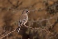 The Scaly-feathered Finch Sporopipes squamifrons 4802 Royalty Free Stock Photo