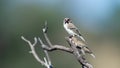 Scaly-feathered Finch (Sporopipes squamifrons) Kgalagadi Transfrontier Park, South Africa Royalty Free Stock Photo