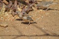 Scaly feathered weaver on ground Royalty Free Stock Photo