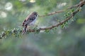 Scaly-feathered weaver on tree branc, Namibia Royalty Free Stock Photo