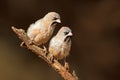 Scaly-feathered weavers perched on a branch Royalty Free Stock Photo