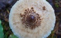 Scaly hat of a light grey mushroom with a dark centre taken from above Royalty Free Stock Photo