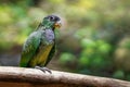 Scaly-headed Parrot bird Royalty Free Stock Photo