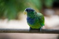 Scaly-headed parrot bird Royalty Free Stock Photo